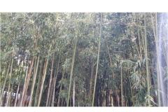 Apartamenty &amp; rooms  Raspor Pokoj 2 – soba 0 foto 3