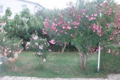 Villa Mirta Apartament 1 foto 3