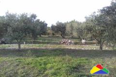 Holiday homes Twins by the sea Pokoj 3 – + tent foto 5