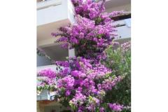 Apartamenty Ražanj (Apartamenty Soldić) Apartament 2 – A3 foto 4