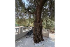 Old Fisherman*s Dom with balcony  Apartament 2 – Olive tree foto 2