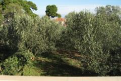 Apartamenty Ante Apartament 1 – A1 foto 5