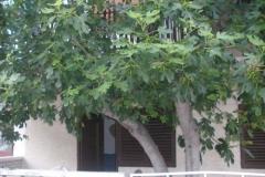 Apartamenty  Smokva   Pokoj 3 – Maslina foto 5