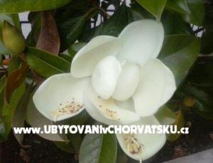 Apartamenty Magnolija