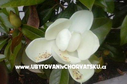 Apartamenty Magnolija Biograd Chorwacja