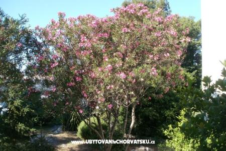 Apartamenty Grgin foto 4