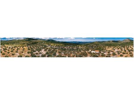 Green Dom (Dogs are welcome) foto 4