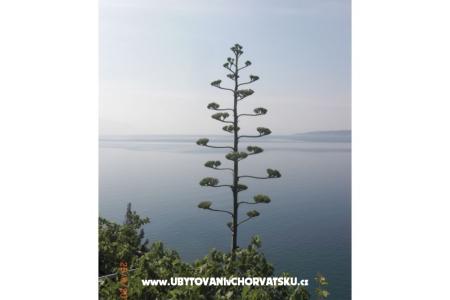 Apartamenty Culjak  Omiš Marušići foto 3
