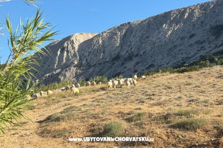 Apartamenty Branka foto 2