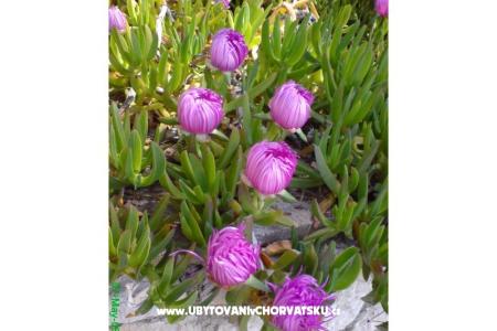 Marea Apartamenty Mandre foto 3