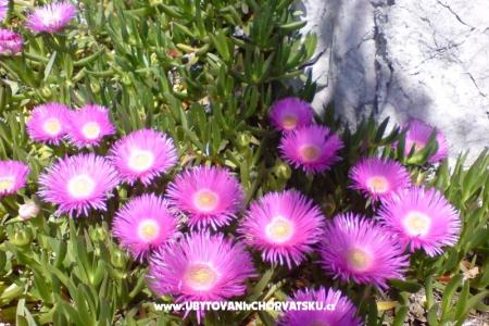 Marea Apartamenty Mandre foto 4