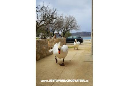 Apartamenty Tomic foto 4