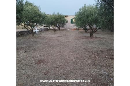 Olive grove foto 3