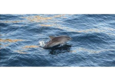 Apartamenty Marin Pula Chorwacja