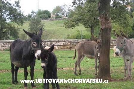 Casa Matiki Žminj foto 3