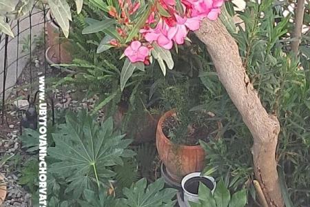 1918 Apartament centar Šibenik foto 3