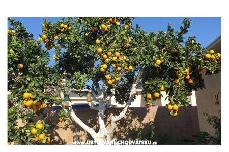 Villa Tanja *** foto 3