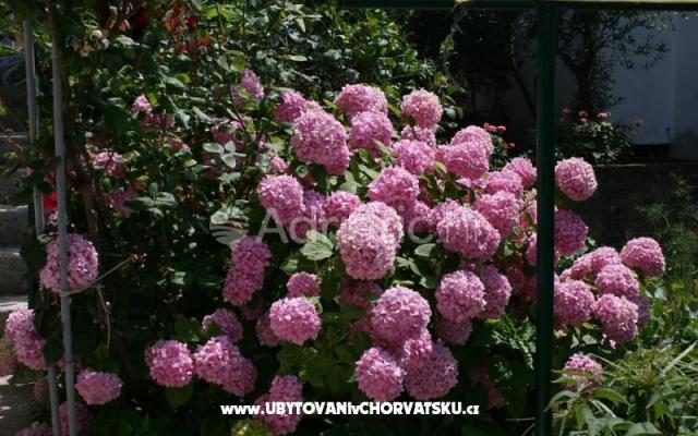 Apartamenty Daria - nocleg Podgora Chorwacja