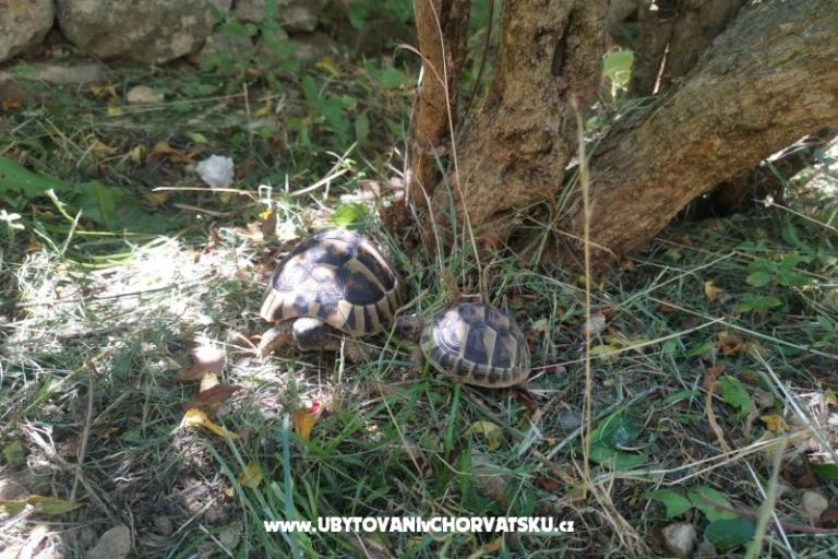 Apartamenty Divić - Villa Mateo  – foto 15