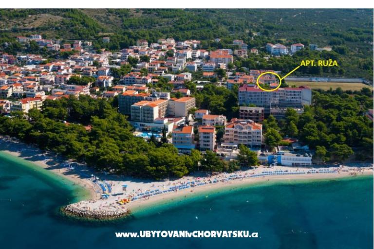 Ruža – foto 23