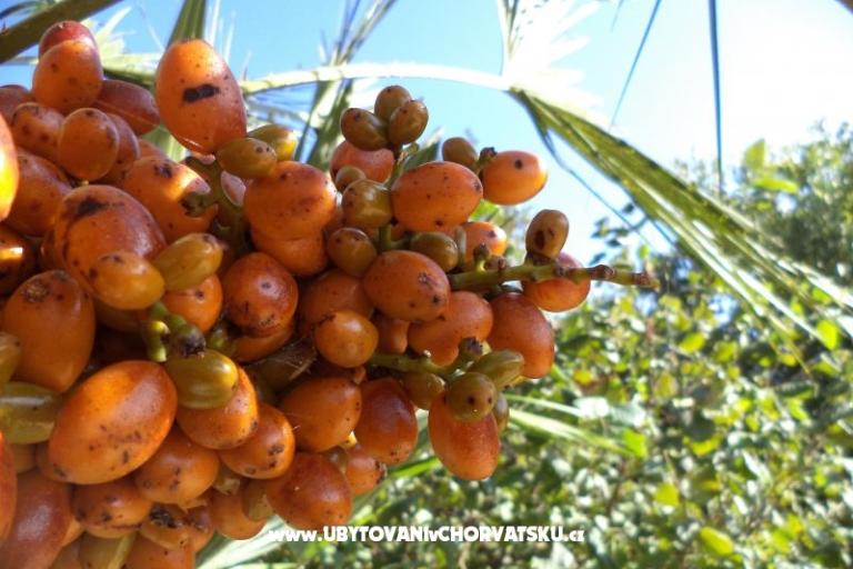 Apartamenty Lolinka Bibinje – foto 18