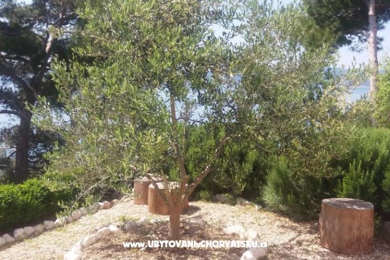 Apartamenty Vesna  - Brela – foto 5