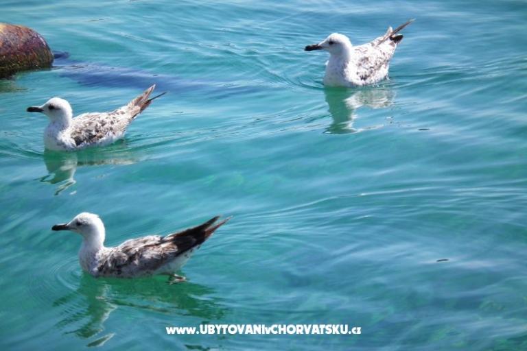 Apartamenty Seka – foto 10