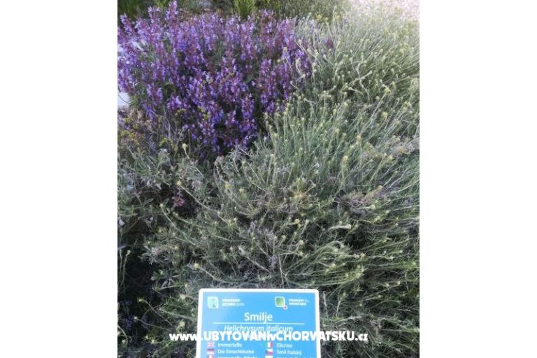 Apartamenty Colić – foto 14