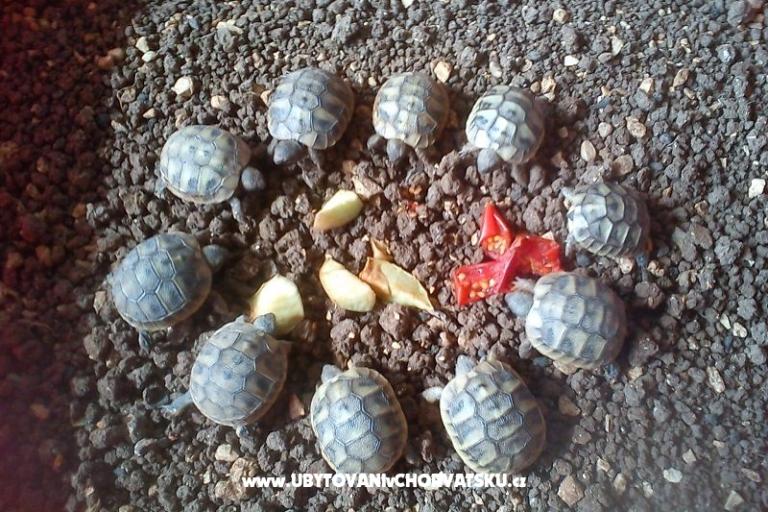 Apartamenty Ivana  – foto 10