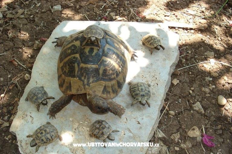 Apartamenty Ivana  – foto 11