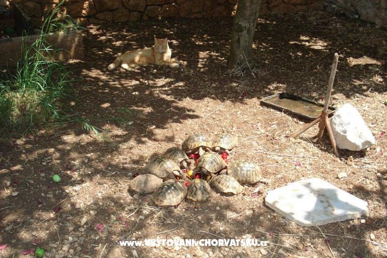 Apartamenty Ivana  – foto 24