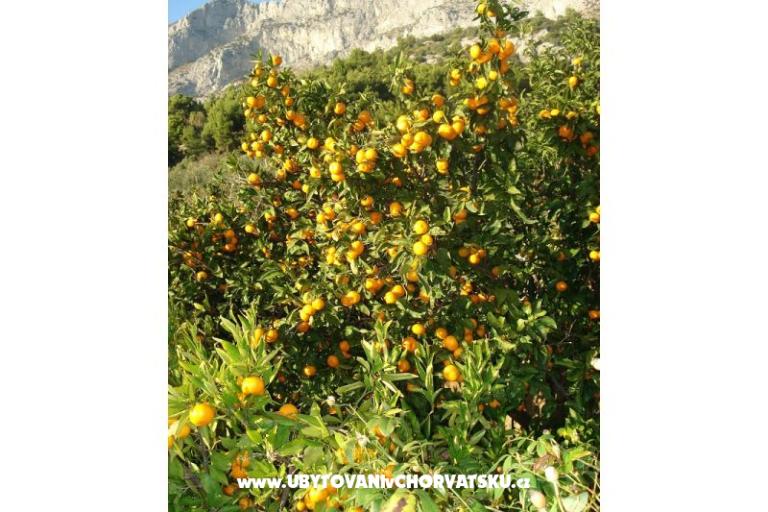 Apartamenty Ivana  – foto 27