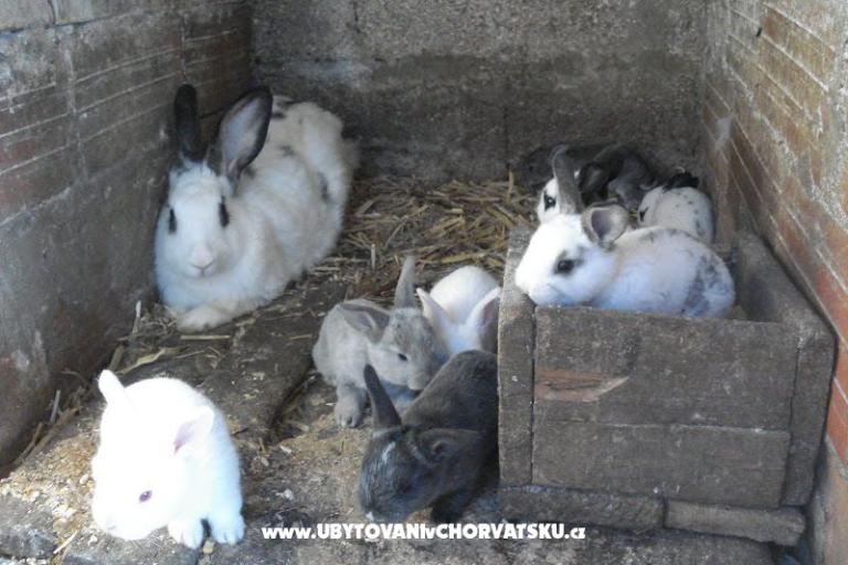 Apartamenty Ivana  – foto 29