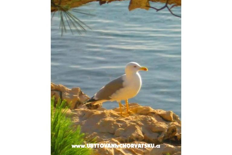 Apartamenty Ivana  – foto 31