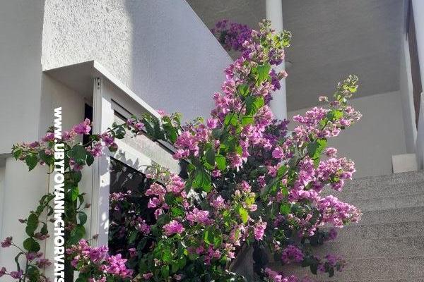 Pokoje Katja Gradac center – foto 18