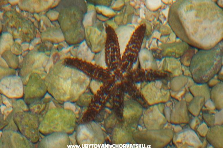 Apartamenty Anja – foto 11