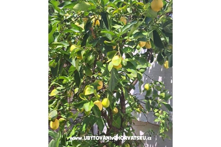 Apartamenty Bogović – foto 33