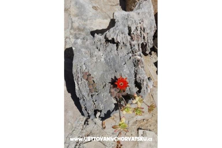 Dom wakacyjny Rubinić – foto 7