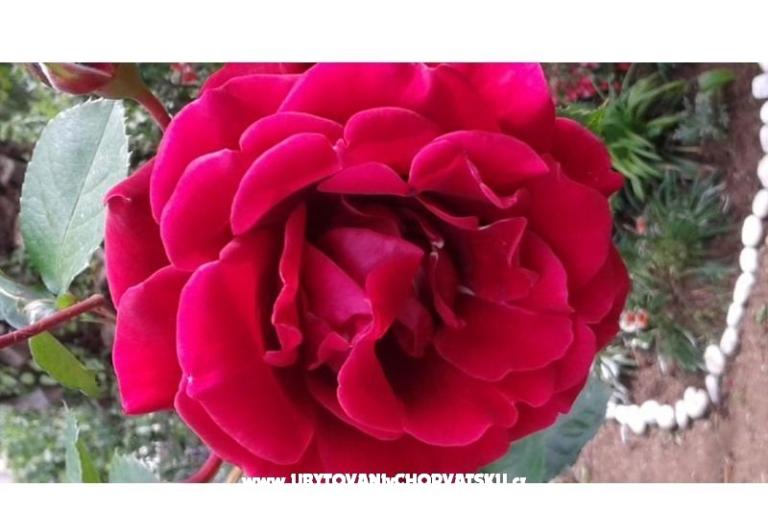 Dom Gardenia – foto 2