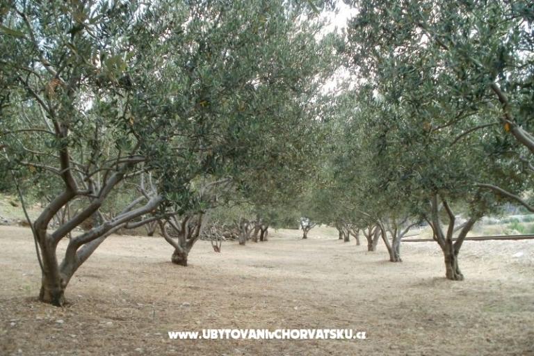 Apartamenty Grgin – foto 11