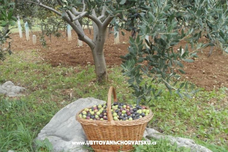 Apartamenty Grgin – foto 12