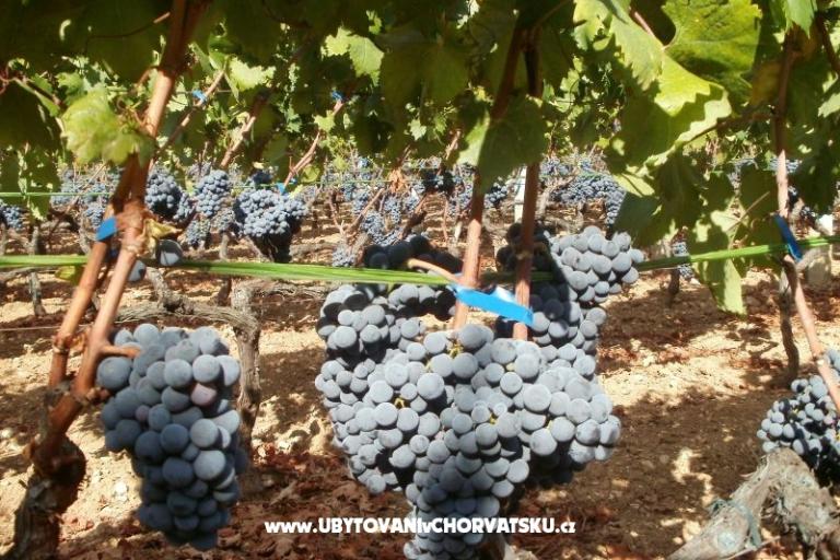 Apartamenty Grgin – foto 14