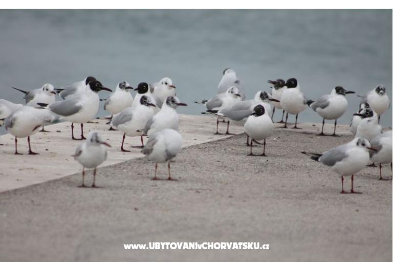 Apartamenty Ante i Anita – foto 17