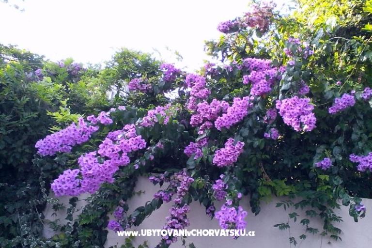 Apartamenty Bugenvilla – foto 10