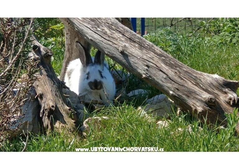 Villa Suzi – foto 11