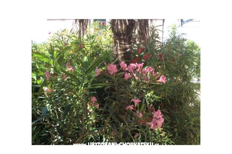 Apartament Iris – foto 12