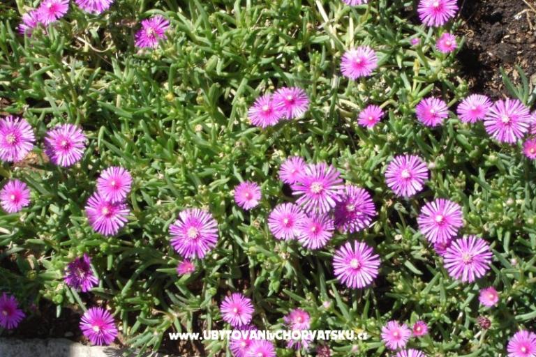 Apartamenty Grzalja-Rozic Krk – foto 9