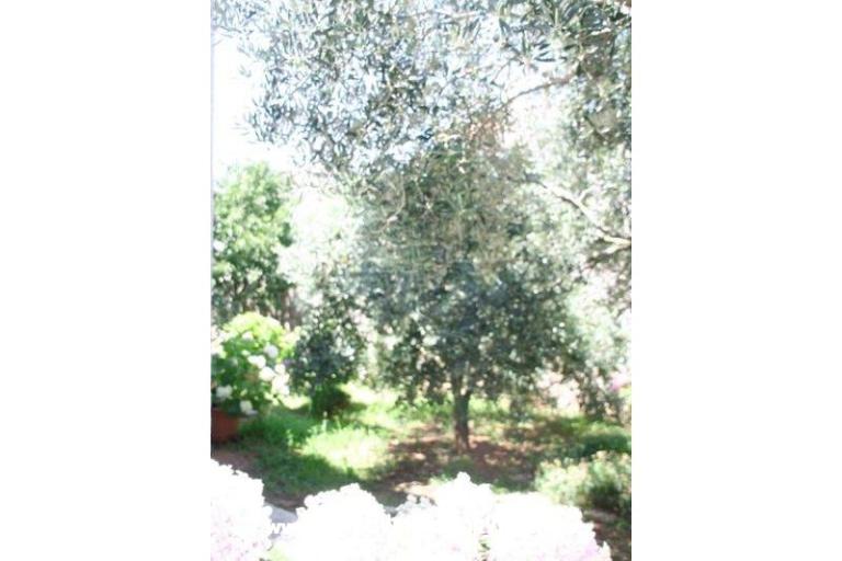 Apartamenty Krk-Hydrangea – foto 10