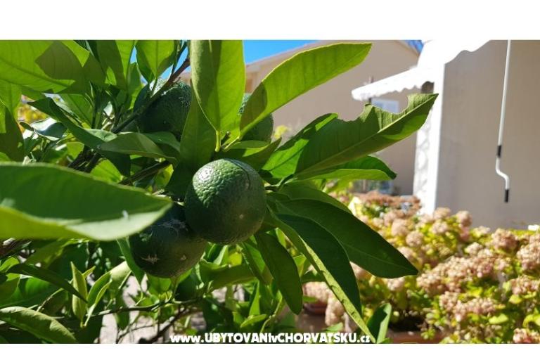 Apartamenty Krk-Hydrangea – foto 6