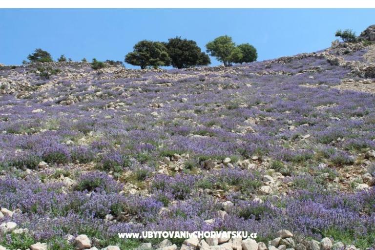 Apartamenty Capic – foto 12